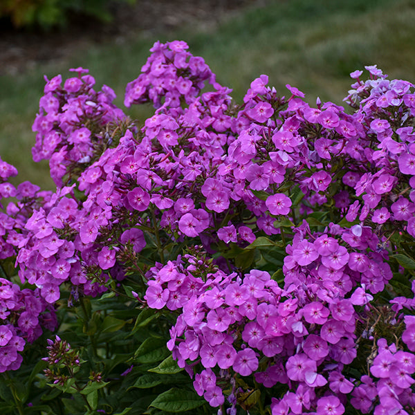 Cover Girl Tall Garden Phlox