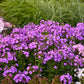 Cover Girl Tall Garden Phlox