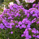 Cover Girl Tall Garden Phlox