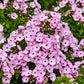 Fancy Girl Tall Garden Phlox