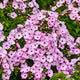 Fancy Girl Tall Garden Phlox