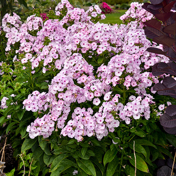 Fancy Girl Tall Garden Phlox