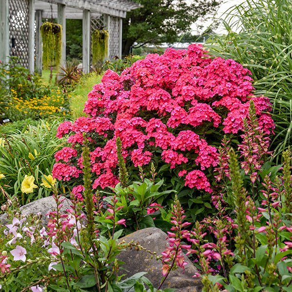 Glamour Girl Tall Garden Phlox