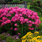 Glamour Girl Tall Garden Phlox