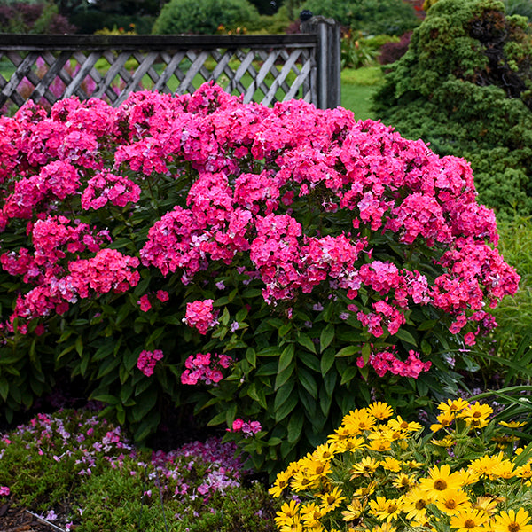 Glamour Girl Tall Garden Phlox