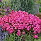 Glamour Girl Tall Garden Phlox