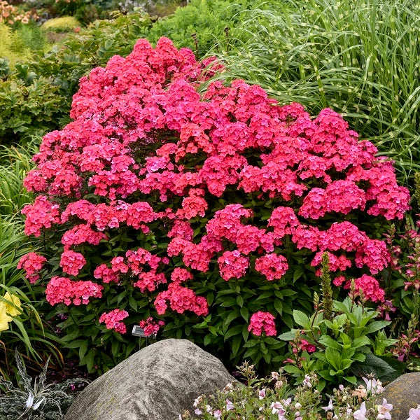 Glamour Girl Tall Garden Phlox