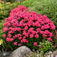 Glamour Girl Tall Garden Phlox