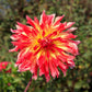 Phoenix Dahlia