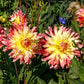 Phoenix Dahlia