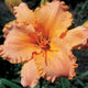 Apricot Serenade - Daylily