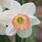 Pink Charm Daffodil (5 bulbs)