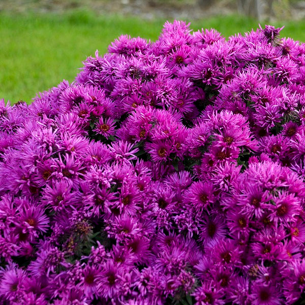 Pink Crush Aster