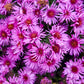 Pink Crush Aster