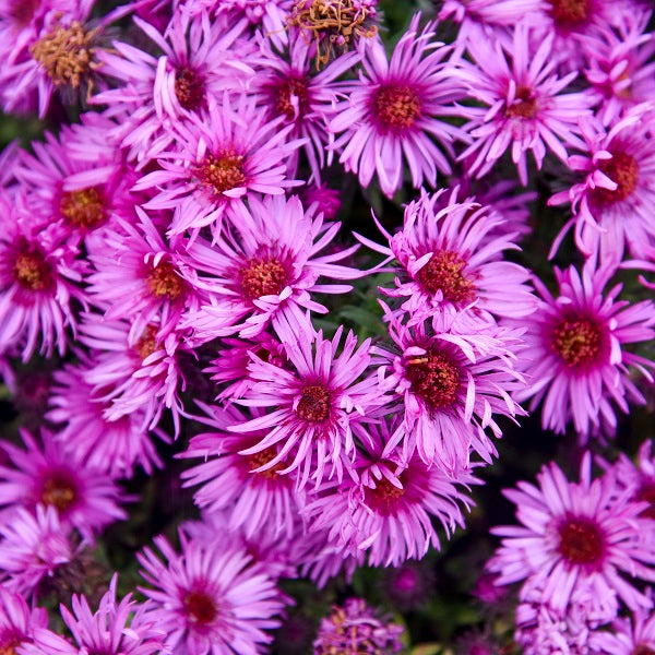 Pink Crush New England Aster