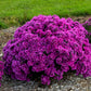 Pink Crush Aster