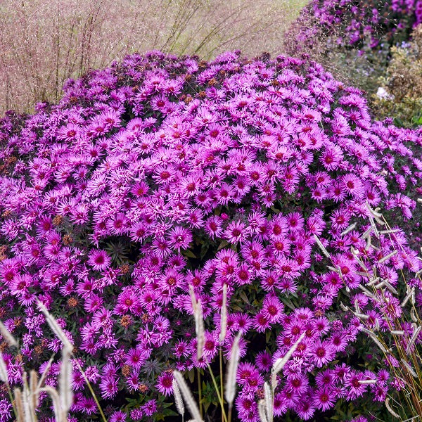 Pink Crush New England Aster