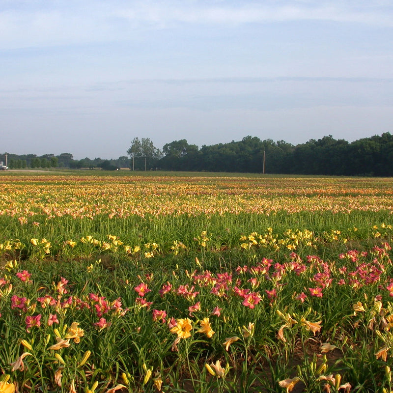 Carlotta - Daylily