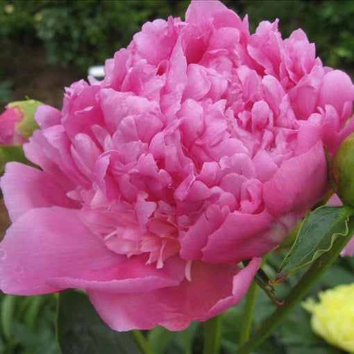 Pink Peony