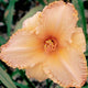 Pink Tangerine Symphony Daylily