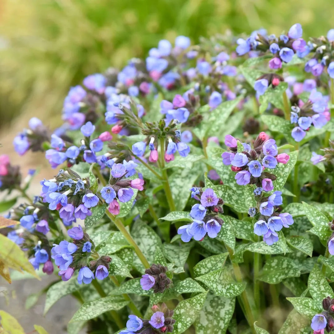 Pink-a-Blue Lungwort