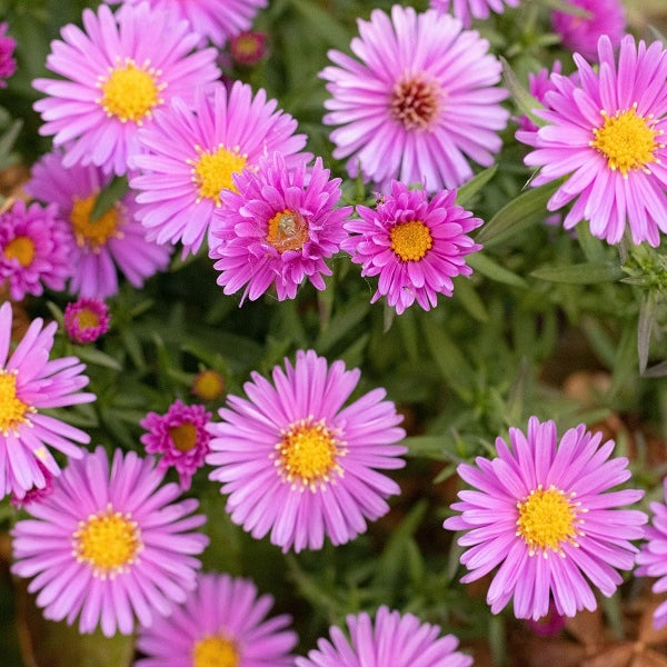 Pinkie Alpine Aster