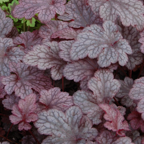 Plum Pudding Coral Bells