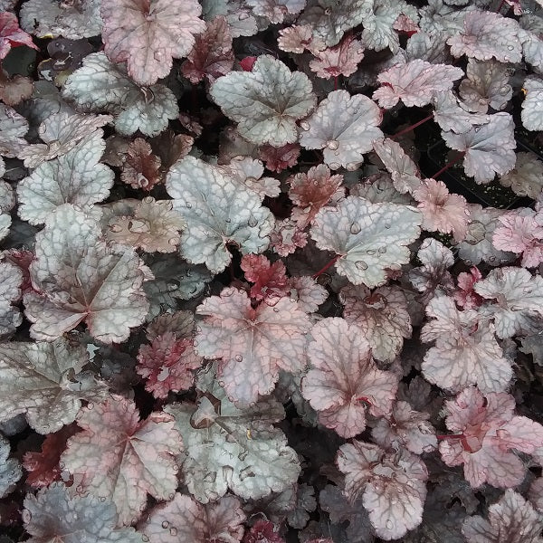 Plum Pudding Coral Bells