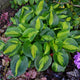 Pocketful of Sunshine - Dwarf Hosta