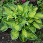 Pocketful of Sunshine - Dwarf Hosta