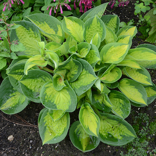 Pocketful of Sunshine - Dwarf Hosta