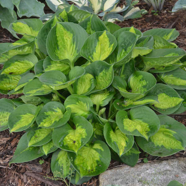 Pocketful of Sunshine - Dwarf Hosta