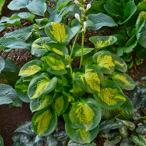 Pocketful of Sunshine - Dwarf Hosta