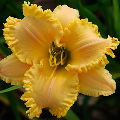 Poignant Charm Daylily