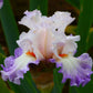 Top Notch Iris Collection