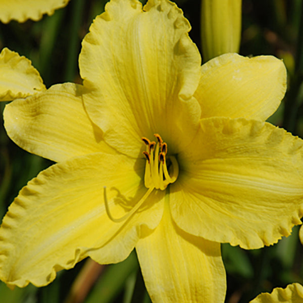 Prairie Blessings Daylily