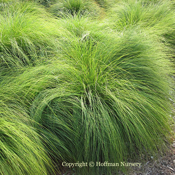 Native Grass Garden Collection