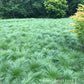 Prairie Dropseed Grass