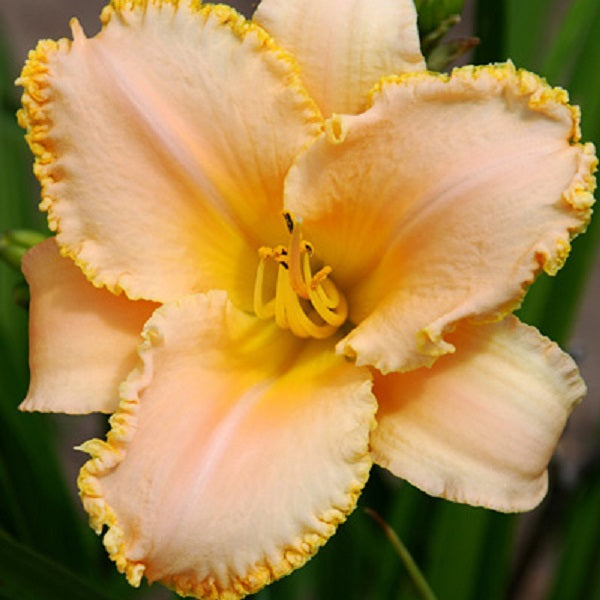 Precise Pastel Lady - Daylily