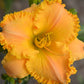 Priceless Gold Strike - Daylily