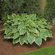 Prima Donna - Giant Hosta