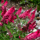 Prince Charming Butterfly Bush