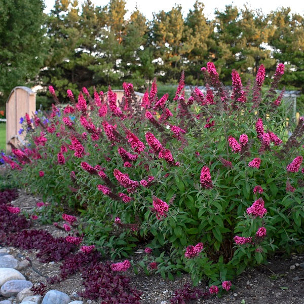 Prince Charming Butterfly Bush