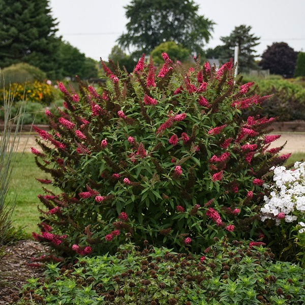 Prince Charming Butterfly Bush