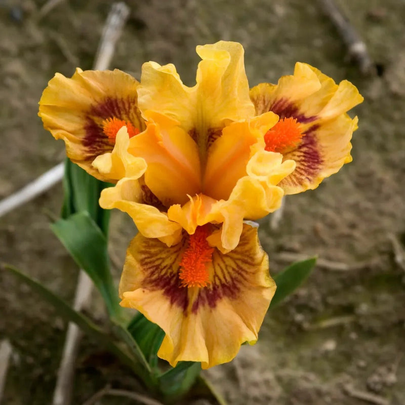 Dwarf Iris Collection