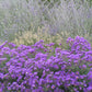 Santos Purple Verbena