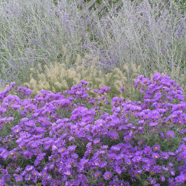 Purple Dome Aster