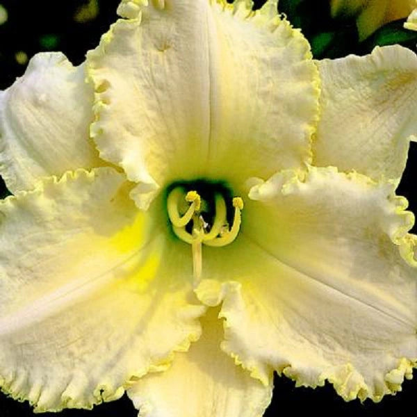 Queen Caroline - Daylily