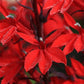 Queen Victoria Cardinal Flower