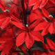 Queen Victoria Cardinal Flower